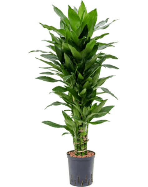 Hydroplante Dracaena