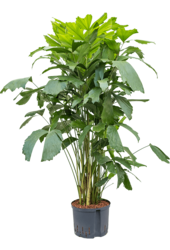 Plante hydroponique Caryota Mitis