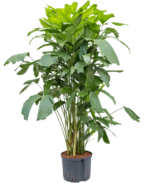 Plante hydroponique Caryota