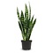 Sansevieria