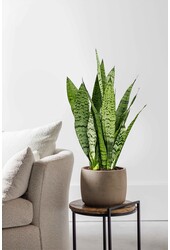 Sansevieria Zeylanica S