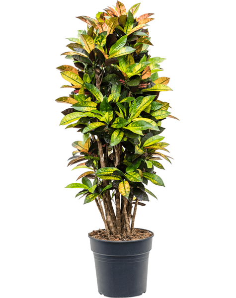Codiaeum