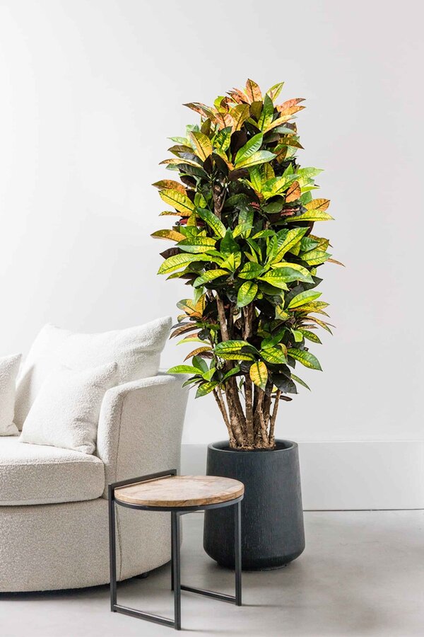 Croton Wonderstruik Iceton XXL