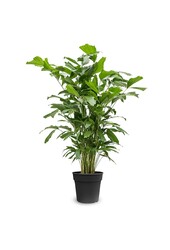 Caryota Mitis L