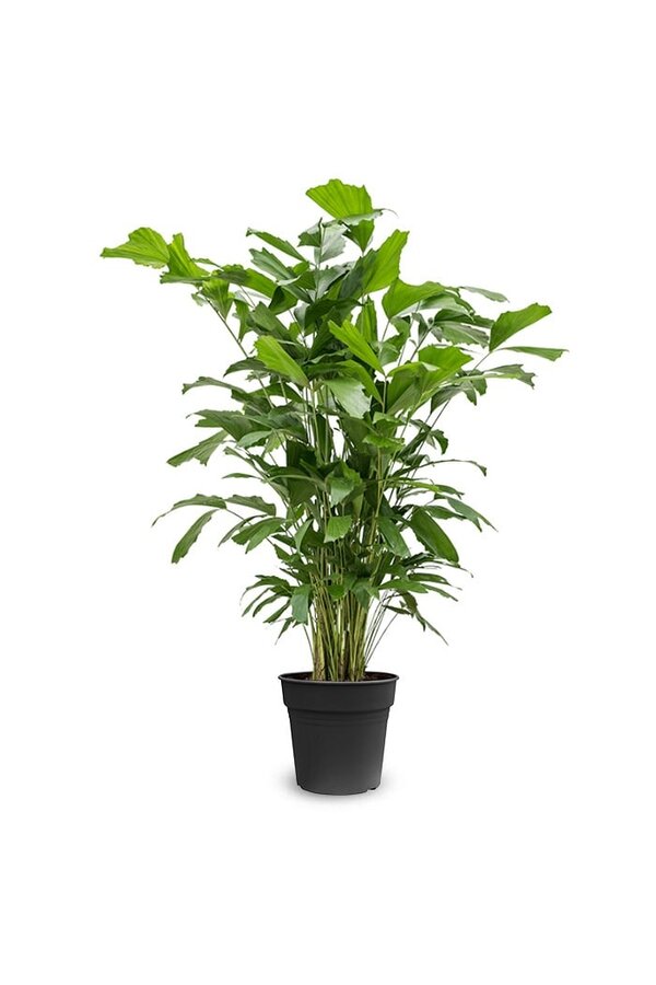 Caryota Mitis L