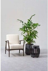 Caryota Mitis L