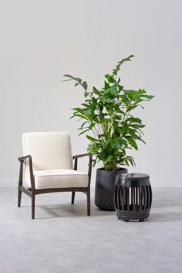Caryota Mitis L