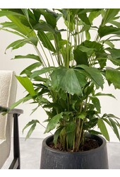Caryota Mitis L