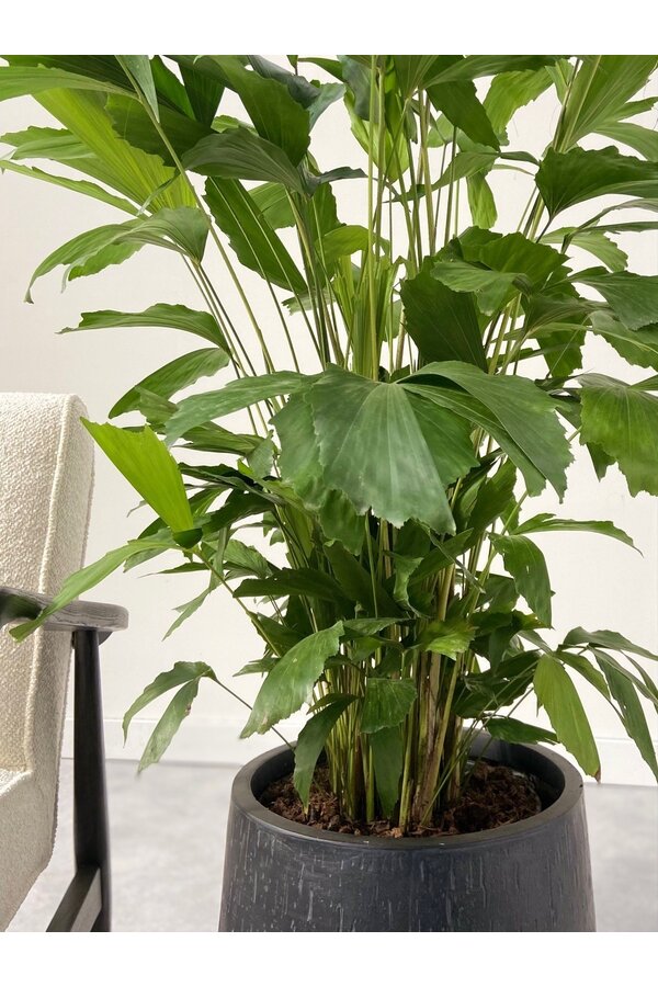 Caryota Mitis L