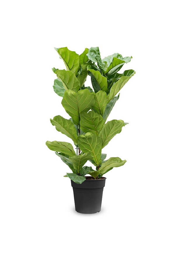 Ficus Lyrata M