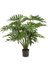 Philodendron Bush