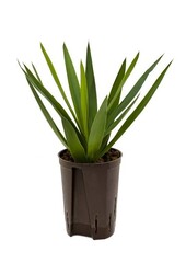 Hydroplant Yucca