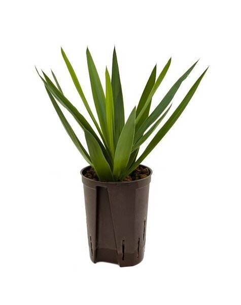 Hydroplant Yucca