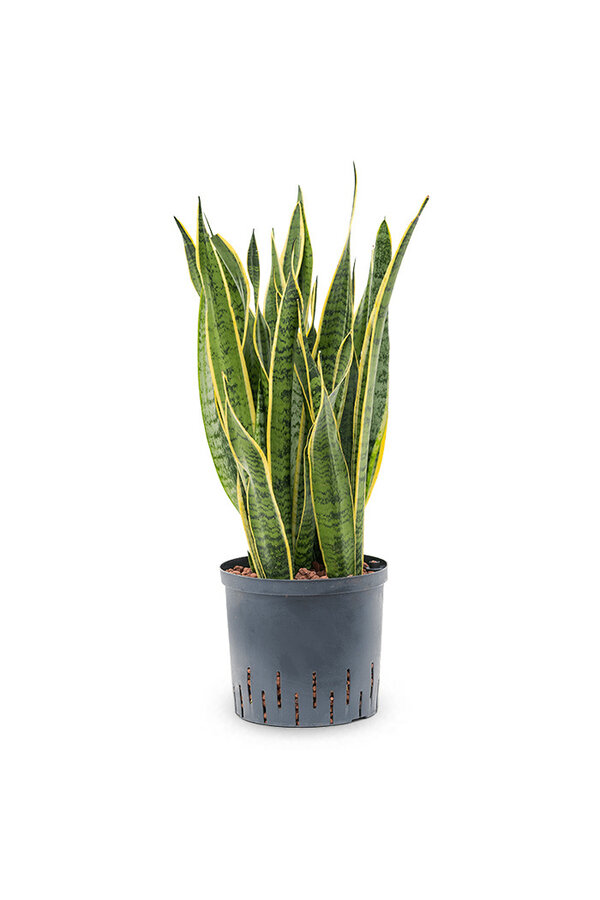 Hydroplant Sansevieria Laurentii