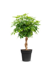 Schefflera tronc tressé L