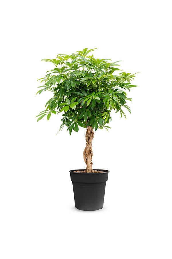 Schefflera gevlochten stam L