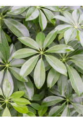Schefflera gevlochten stam L