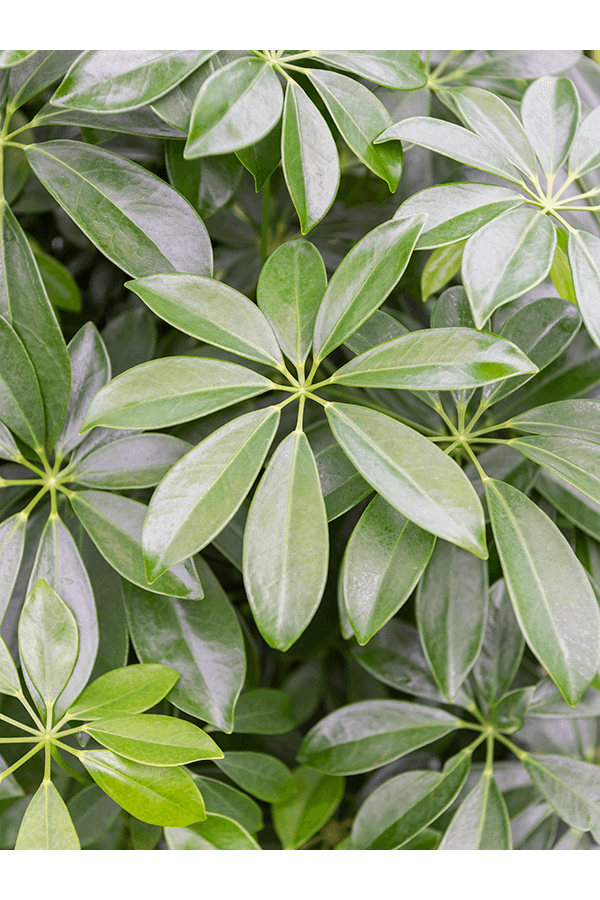 Schefflera gevlochten stam L