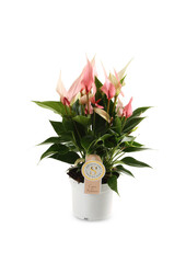 Anthurium Lilli S