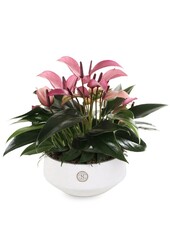 Tafel Anthurium Paars