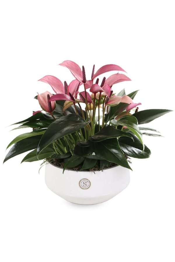 Tafel Anthurium Paars