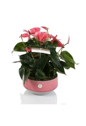 Anthurium de table rose