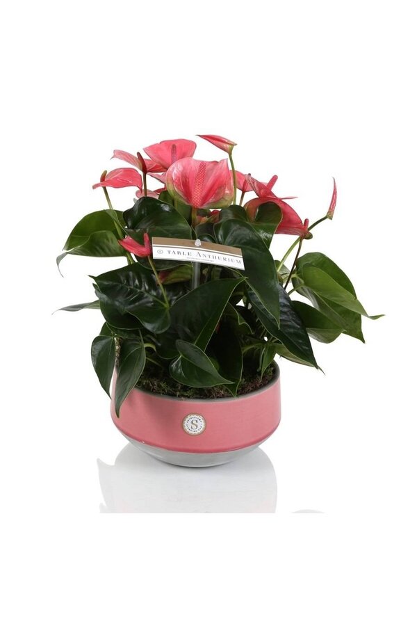 Anthurium de table rose