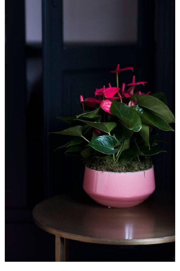 Tafel Anthurium roze