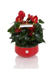 Tafel Anthurium rood