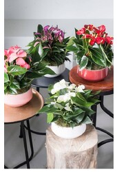 Anthurium de table rouge