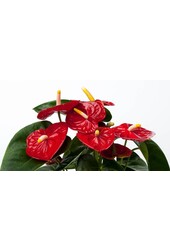 Anthurium de table rouge