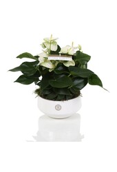 Anthurium de table blanc
