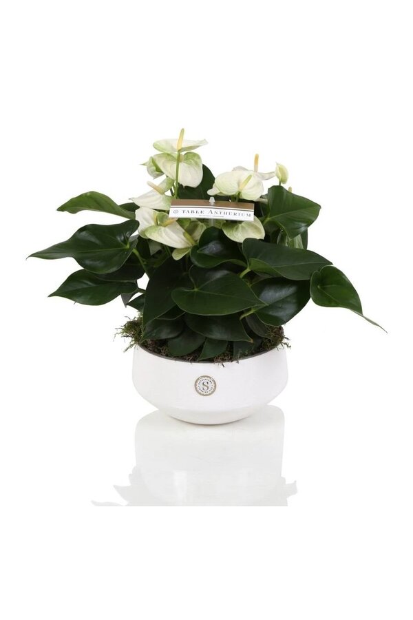 Tafel Anthurium wit