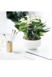 Anthurium de table blanc