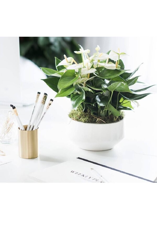 Anthurium de table blanc