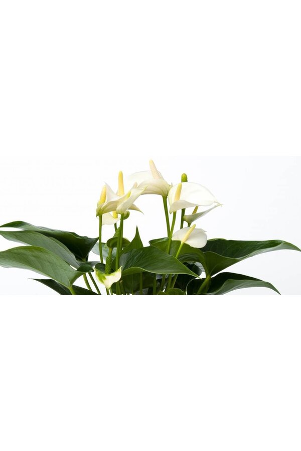 Tafel Anthurium wit