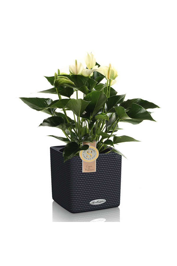 Anthurium blanc dans un Puro auto-arrosant