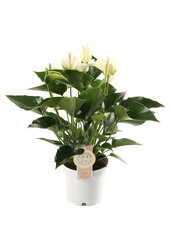 Anthurium blanc dans un Puro auto-arrosant