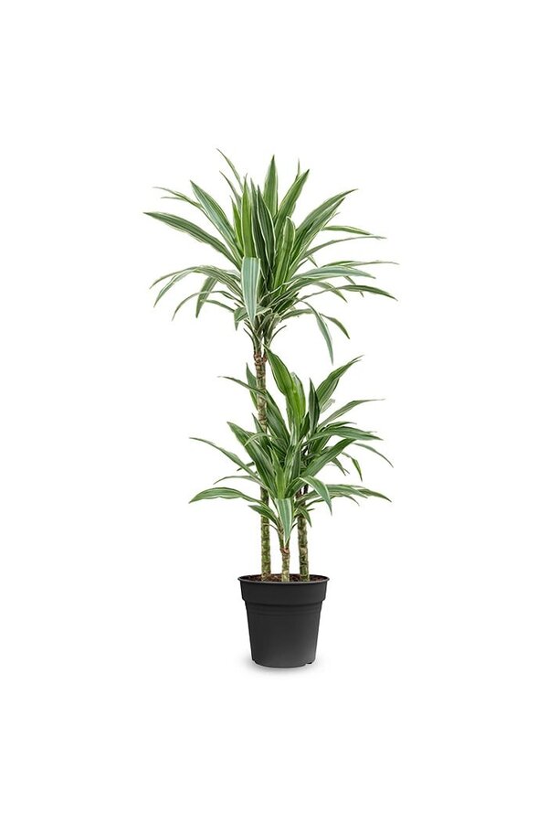 Dracaena Warneckei