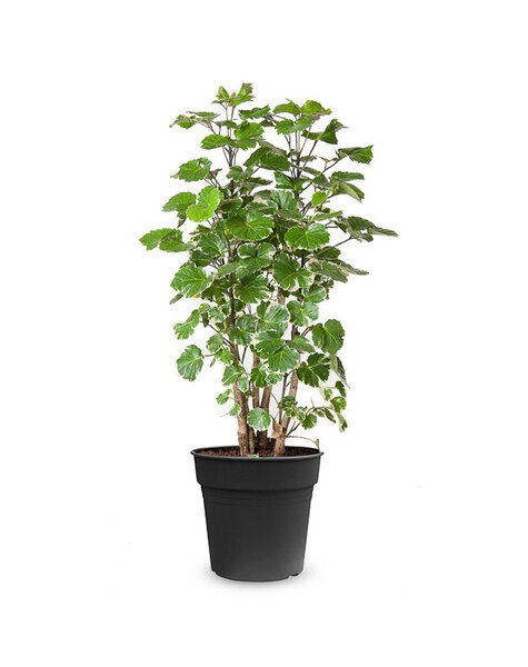 Polyscias