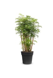 Polyscias Ming L