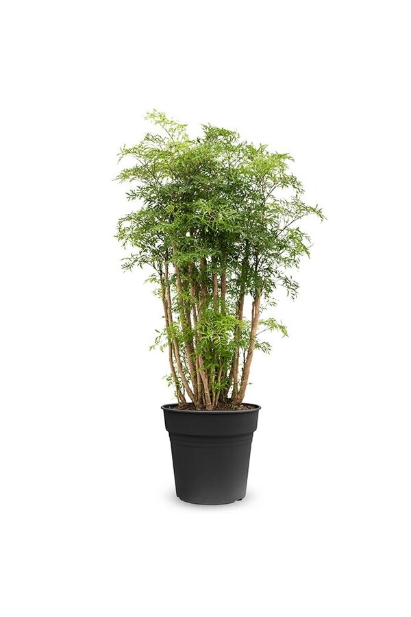 Polyscias Ming L