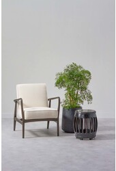 Polyscias Ming L