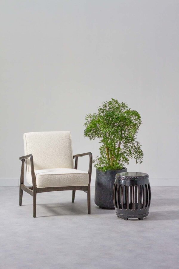 Polyscias Ming L
