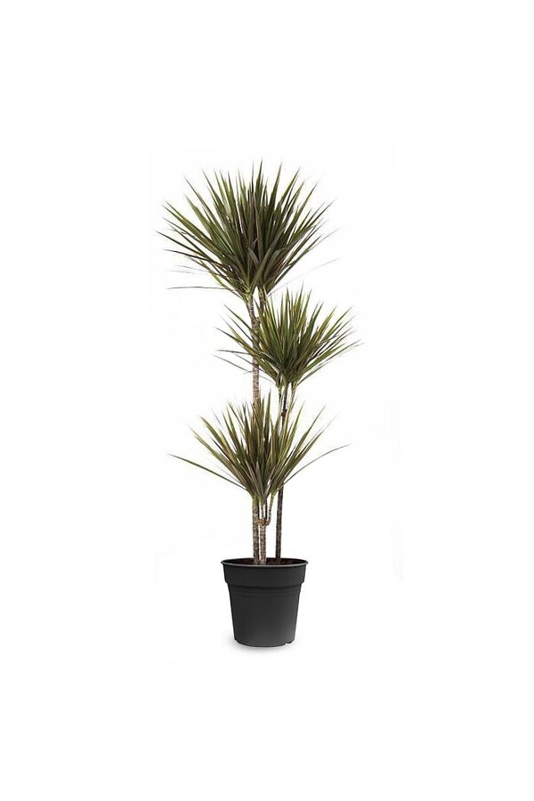 Dracaena Bicolor L