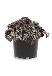 Vaderplant Red