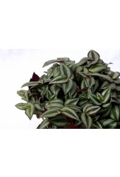 Vaderplant Red