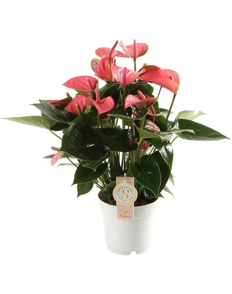 Anthurium