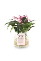Anthurium Aqua Roots Zizou
