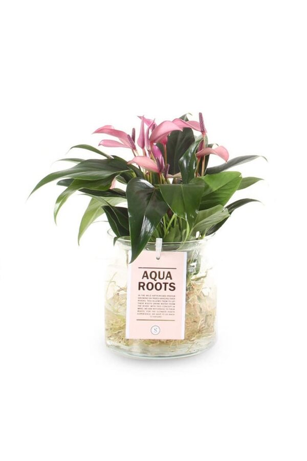 Anthurium Aqua Roots Zizou